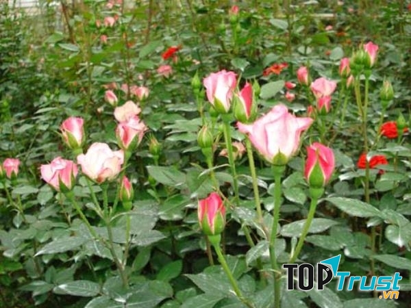 Hoa hồng khoe sắc