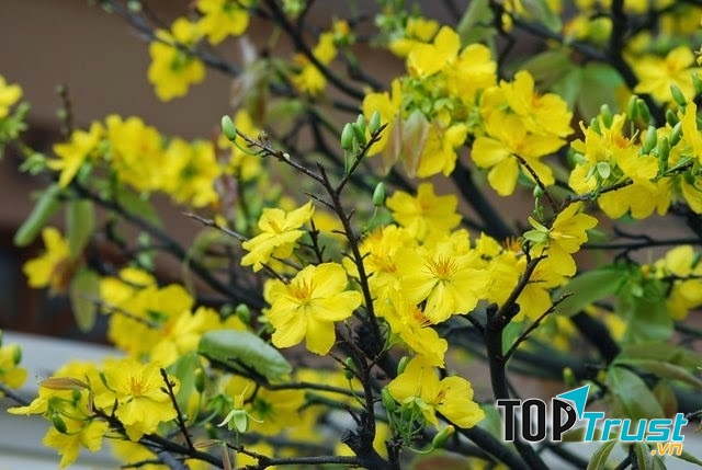 Xuân về, mai vàng Phước Định lại đua nhau trổ