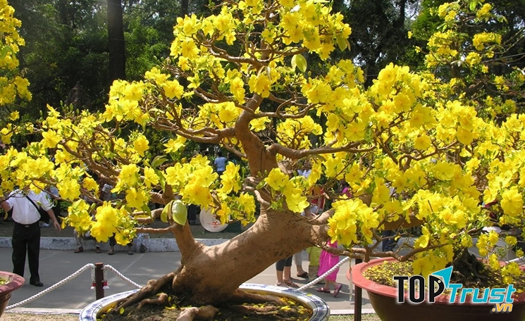 Ở đây, có những cây mai vàng có tuổi vài chục năm, thậm chí có cây lên đến cả trăm tuổi
