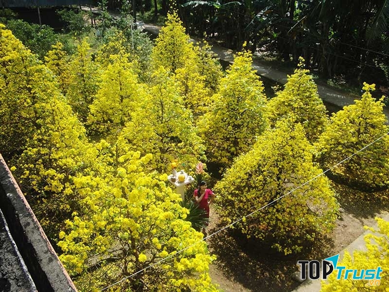 Những cây mai vàng đang khoe sắc