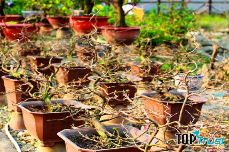 Làng mai Thủ Đức