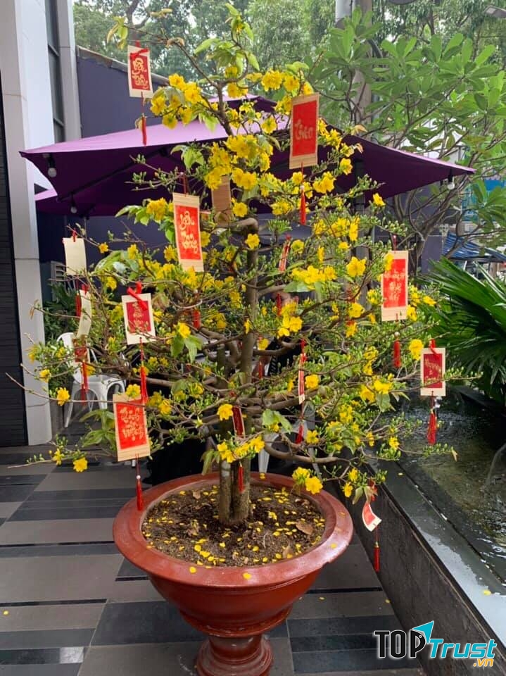 Làng mai Thủ Đức