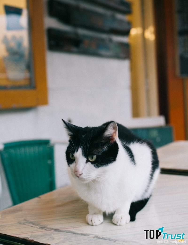 Làng mèo Houtong – Cat Village