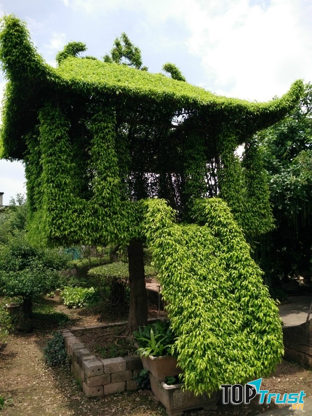 Tác phẩm Khuê Văn Các bằng cây cảnh của làng Vị Khê