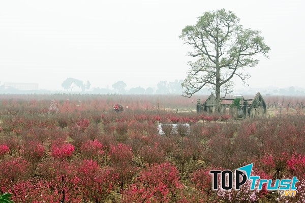 Làng hoa Phú Thượng