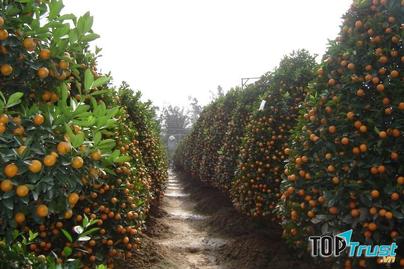 Làng quất Quảng Bá