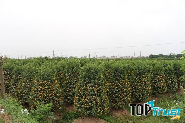 Khu vực quất Văn Giang được xem là địa điểm trồng quất lớn nhất khu vực miền Bắc.