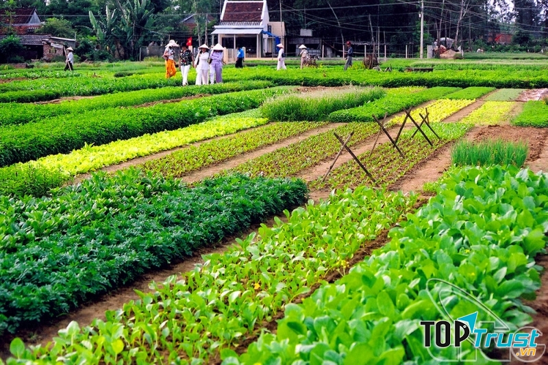 Làng rau Trà Quế