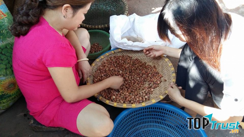 Người ta có thể tiện được cà những hạt gỗ rất nhỏ và đẹp đẽ để làm mành và gối xuất khẩu