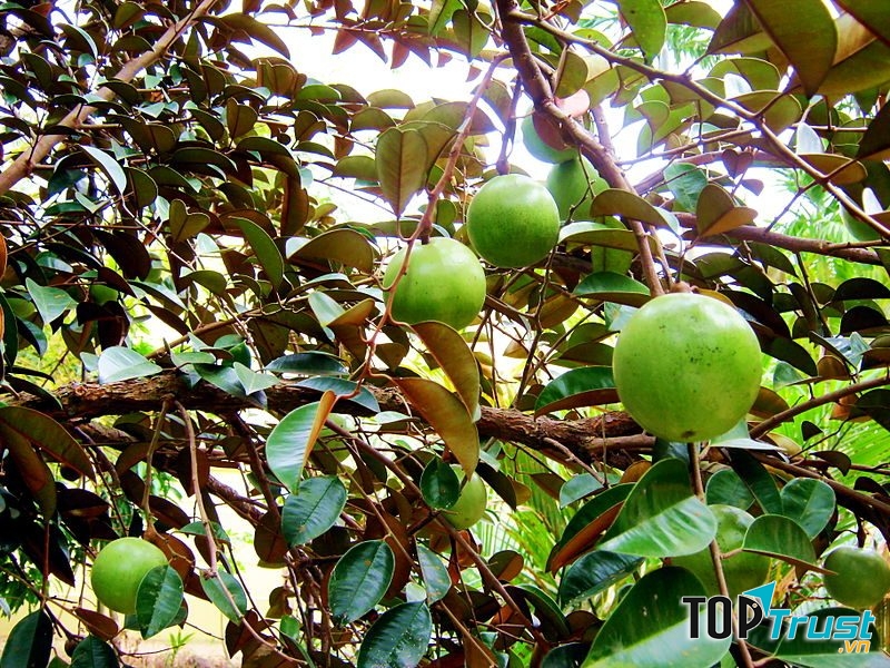 Làng trái cây Đại Bình