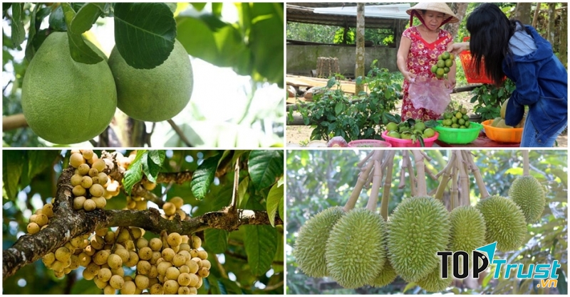 Làng trái cây Đại Bình