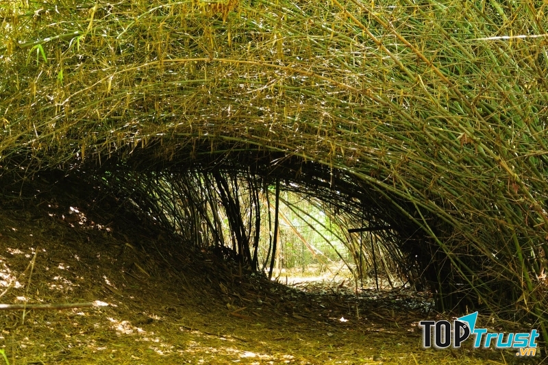 Làng tre lớn nhất tại Việt Nam