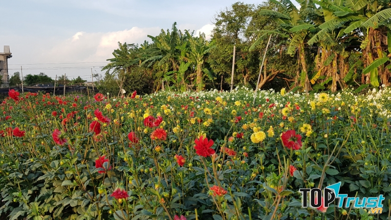 Làng vườn Bách Thuận