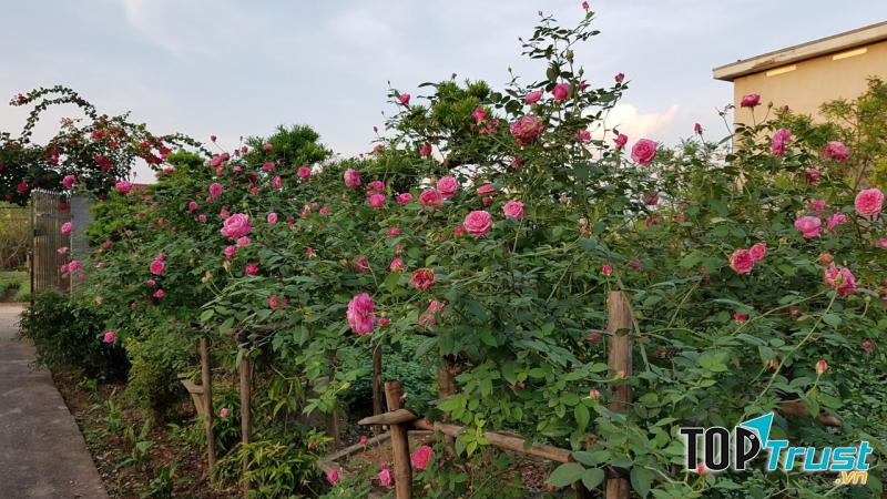 Làng vườn Bách Thuận