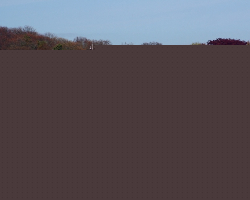 Cận cảnh một góc làng Woods Hole