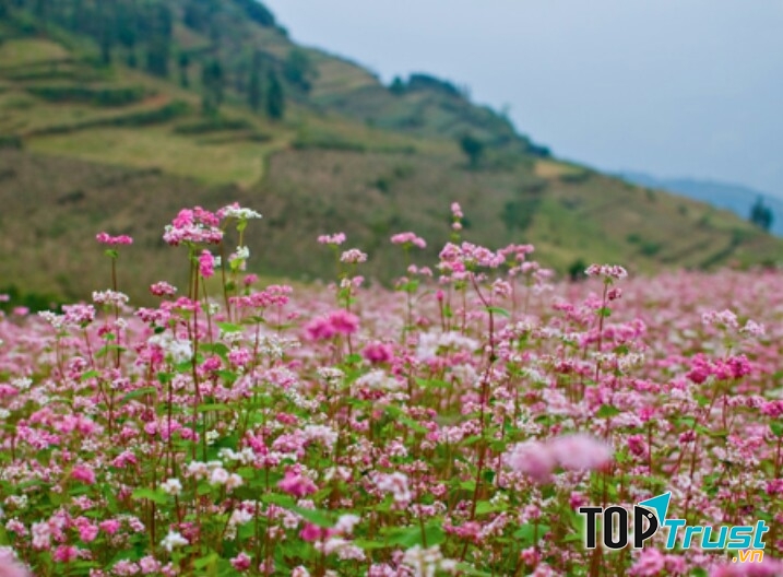 Kết hợp du lịch Sa Pa ghé thăm vườn hoa tam giác mạch cũng khá hợp lí