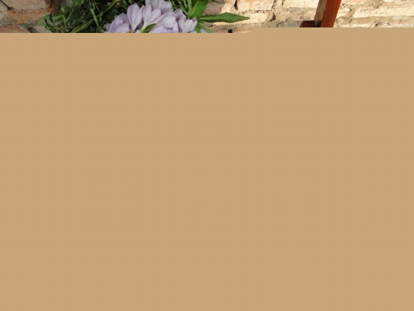 Lẩu mắm Đồng Tháp