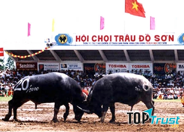 Chọi trâu Đồ Sơn Hải Phòng
