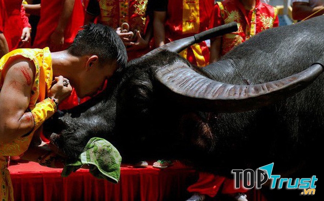 Lễ hội Chọi trâu - Hải Phòng