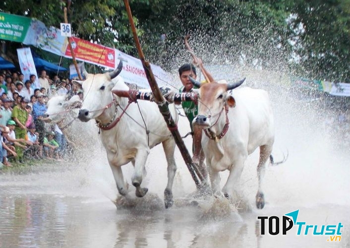 Lễ hội đua bò Bảy Núi