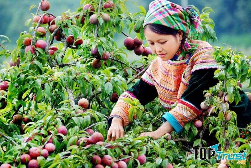 Lễ hội hái mận tại Mộc Châu 2017