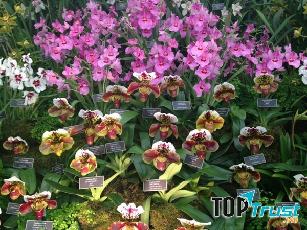 Lễ hội hoa Chelsea, Anh