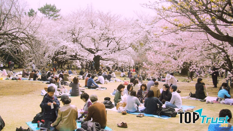 Lễ hội hoa Hanami – Nhật Bản
