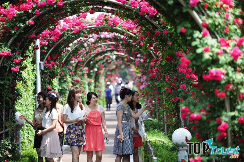 Lễ hội hoa hồng ở Hàn Quốc
