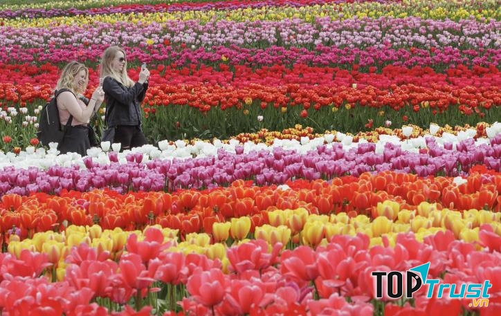 Lễ hội hoa Tulip – Canada