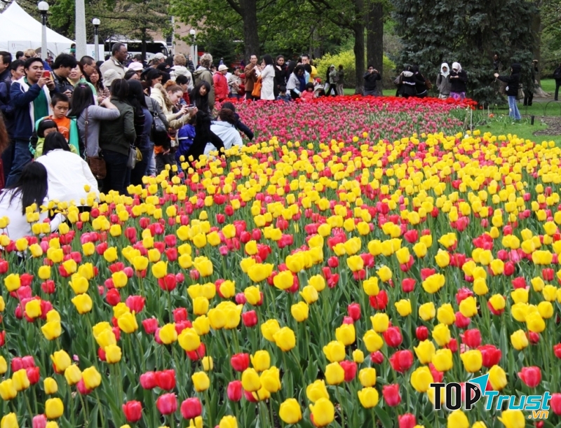 Lễ hội hoa Tulip, Canada