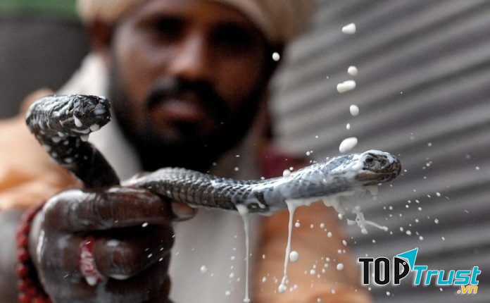 Trong ngày vui này, những con rắn sẽ được người đàn ông trong gia đình mang đi tắm bằng “sữa”.