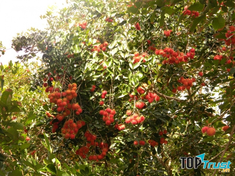 Lễ hội trái cây Chợ Lách Bến Tre 2017