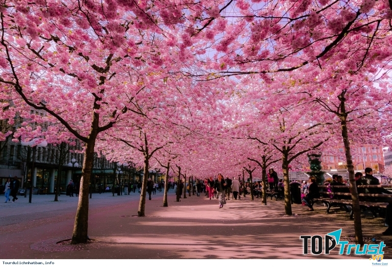 Lễ hội ngắm hoa anh đào, Nhật Bản