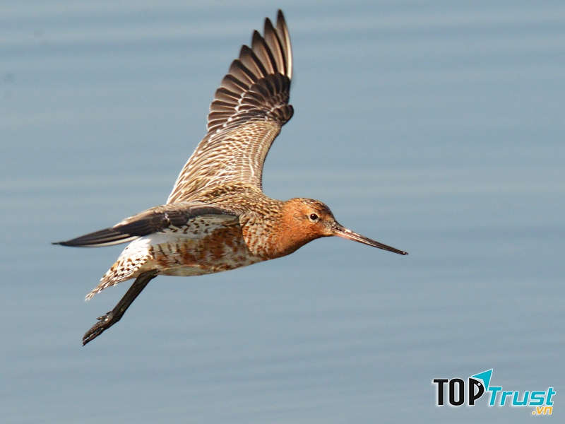 Limosa lapponica