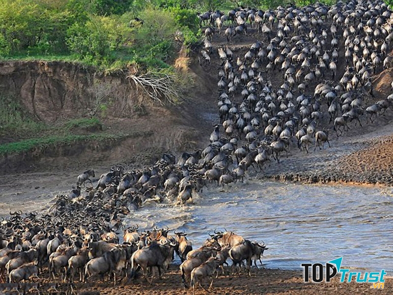 Linh dương đầu bò xanh