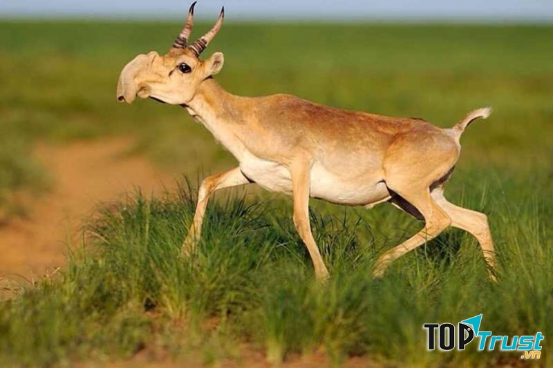 Chú linh dương Saiga với chiếc vòi kì quái