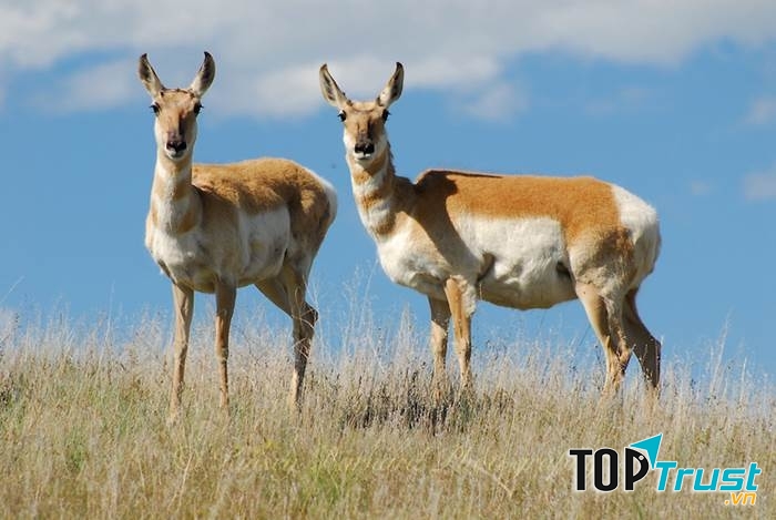 Linh dương sừng nhánh