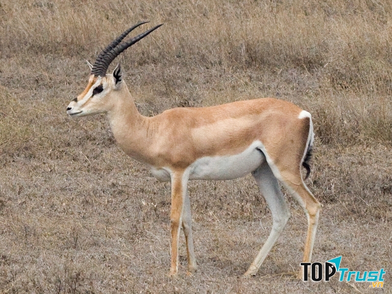 ﻿Linh dương Thomson