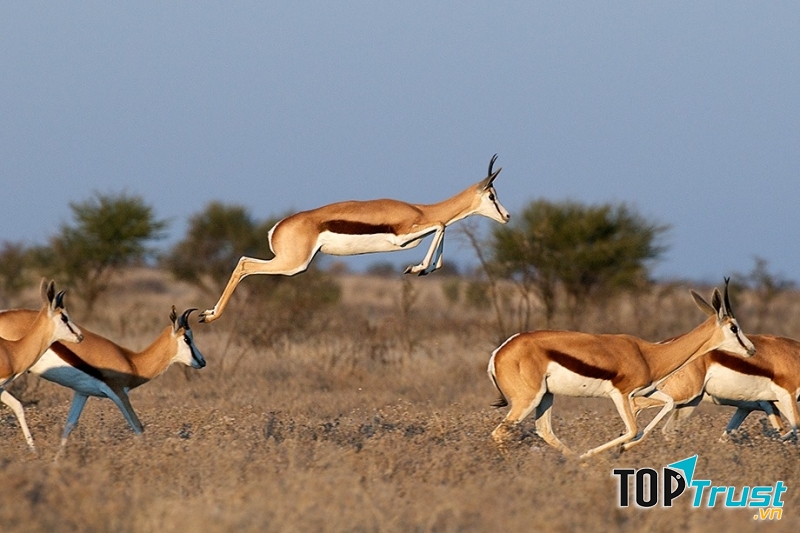 Linh dương Thomson chạy nhanh thứ 8 trên thế giới