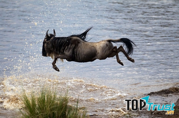 Linh dương đầu bò xanh (Wildebeest)