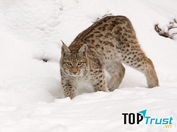 Linh miêu có khả năng săn mồi điêu luyện