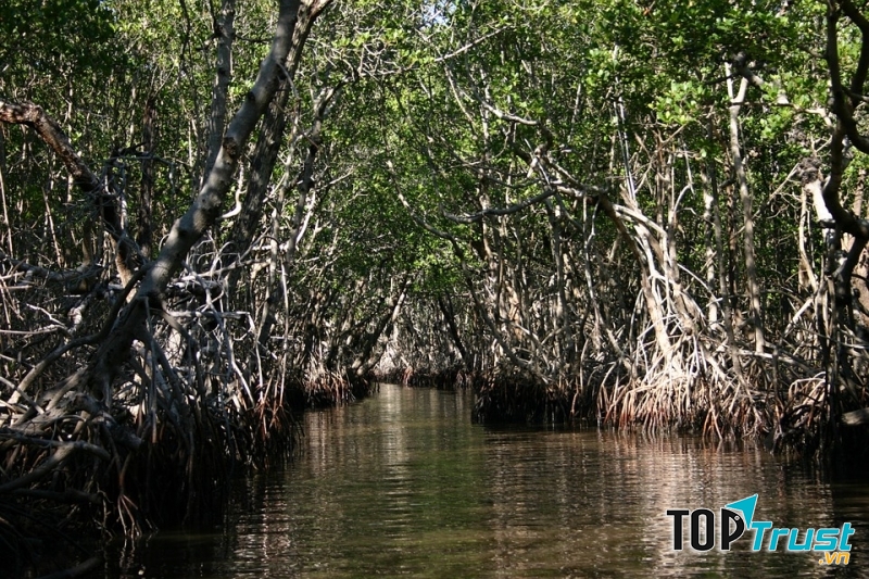 Vùng đầm lầy nơi lính Nhật bị cá sấu tấn công tại Ramree