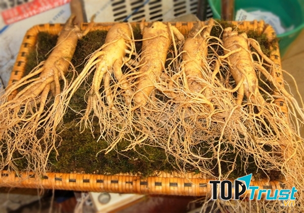 Nhân sâm tươi Hàn Quốc loại 5 củ/kg
