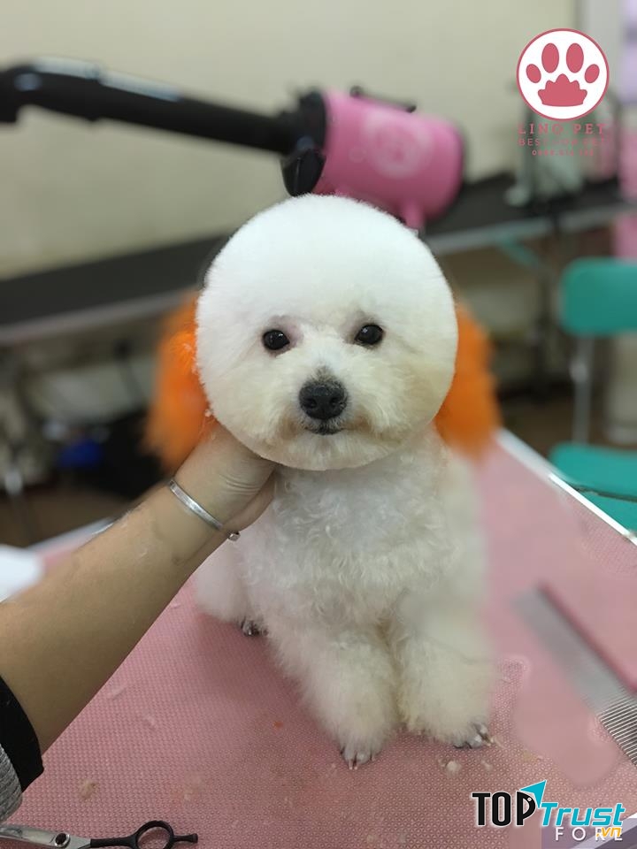 Lino Pet