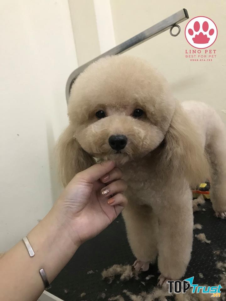 Lino Pet