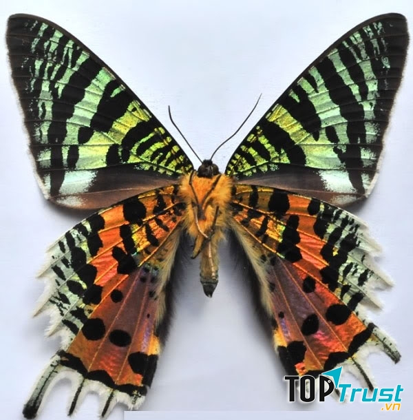 Bướm hoàng hôn Madagascar có sải cánh rộng từ 6 - 9cm