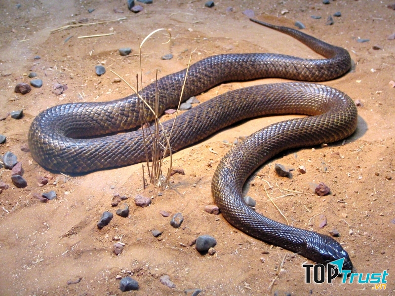 Rắn Taipan Inland