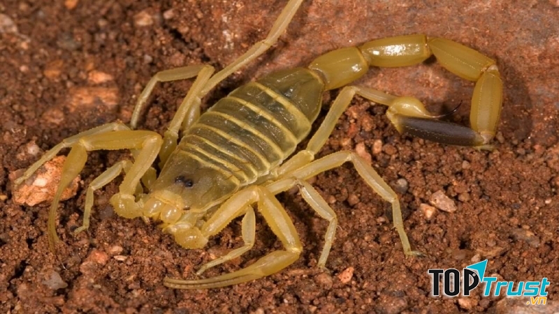 Bọ cạp