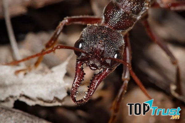 Kiến Bulldog đen Australia