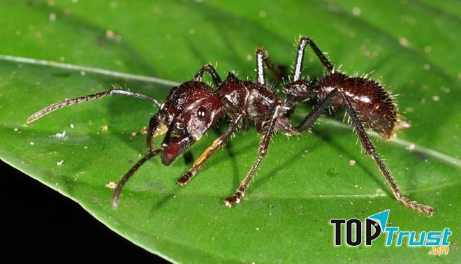 Kiến Bulldog đen có chiều dài thân lên tới 25 - 50mm